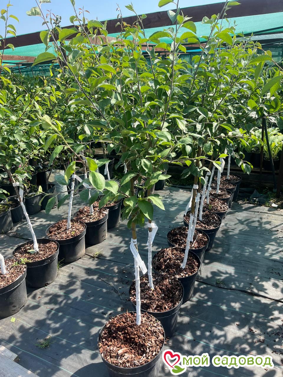 Яблоня Вайлет